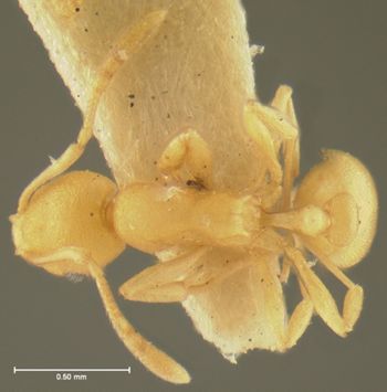 Media type: image; Entomology 31156   Aspect: habitus dorsal view